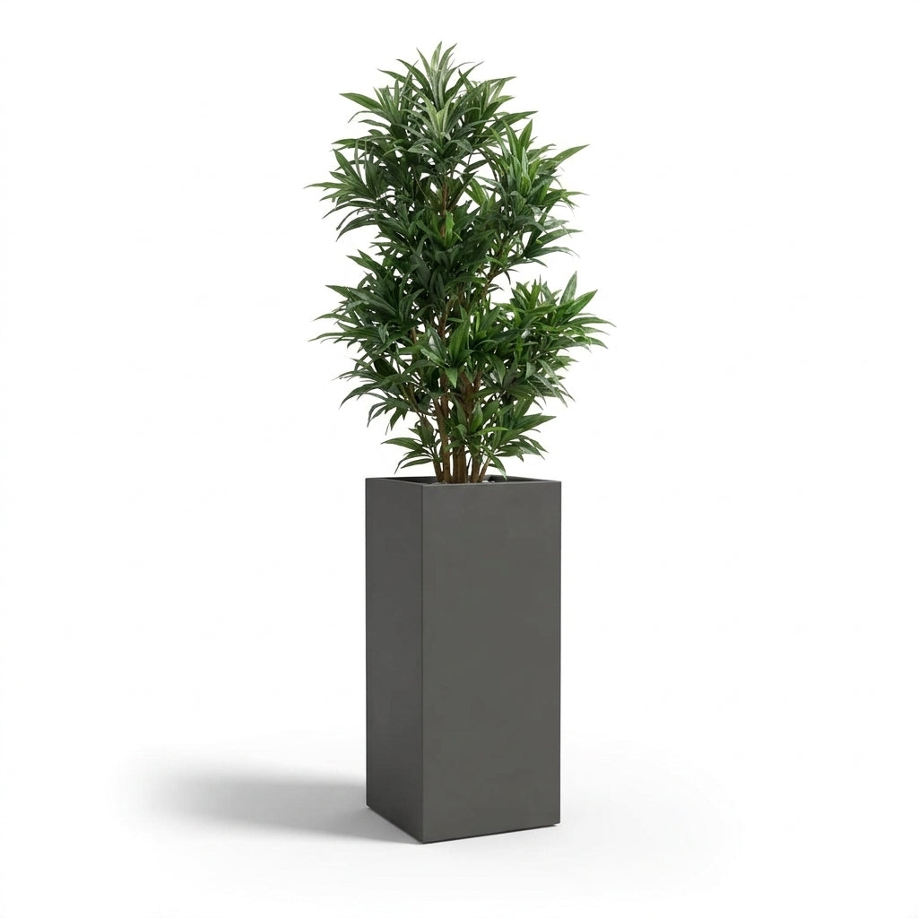Plante en bac décoratif